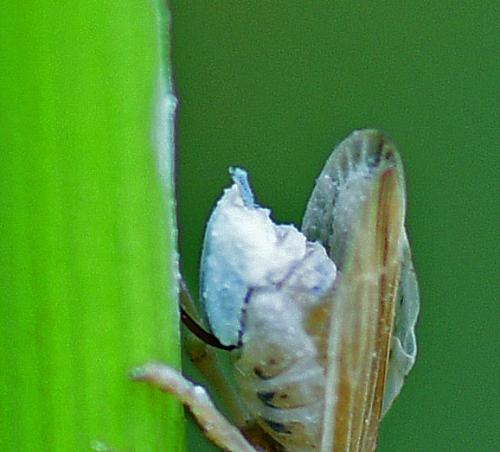 Stenocranus minutus